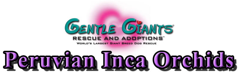 Greyhounds at Gentle Giants Rescue and Adoptions